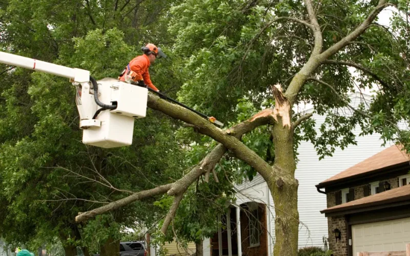 tree removal